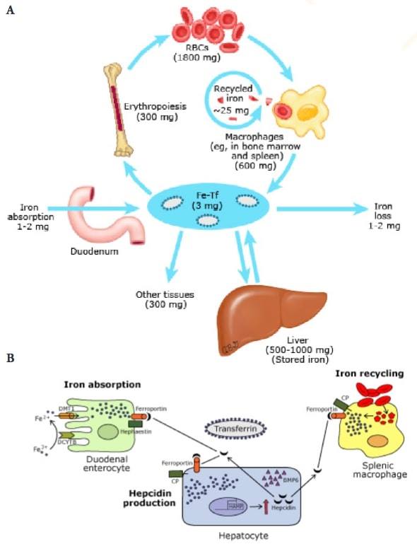 2: Iron absorption and recycle in human body